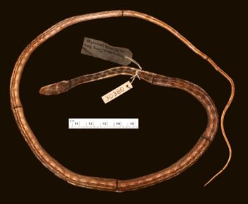 Media type: image;   Herpetology R-30380